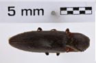 Foto (Dorsalansicht) von Melanotus longulus (LeConte, 1853) (NHMW-ZOO-COL-0007793)